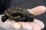 One of the loggerhead turtles being nursed back to health