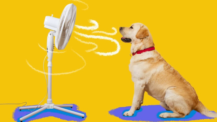 Photo illustration of Labrador dog sitting next to a pedestal fan.