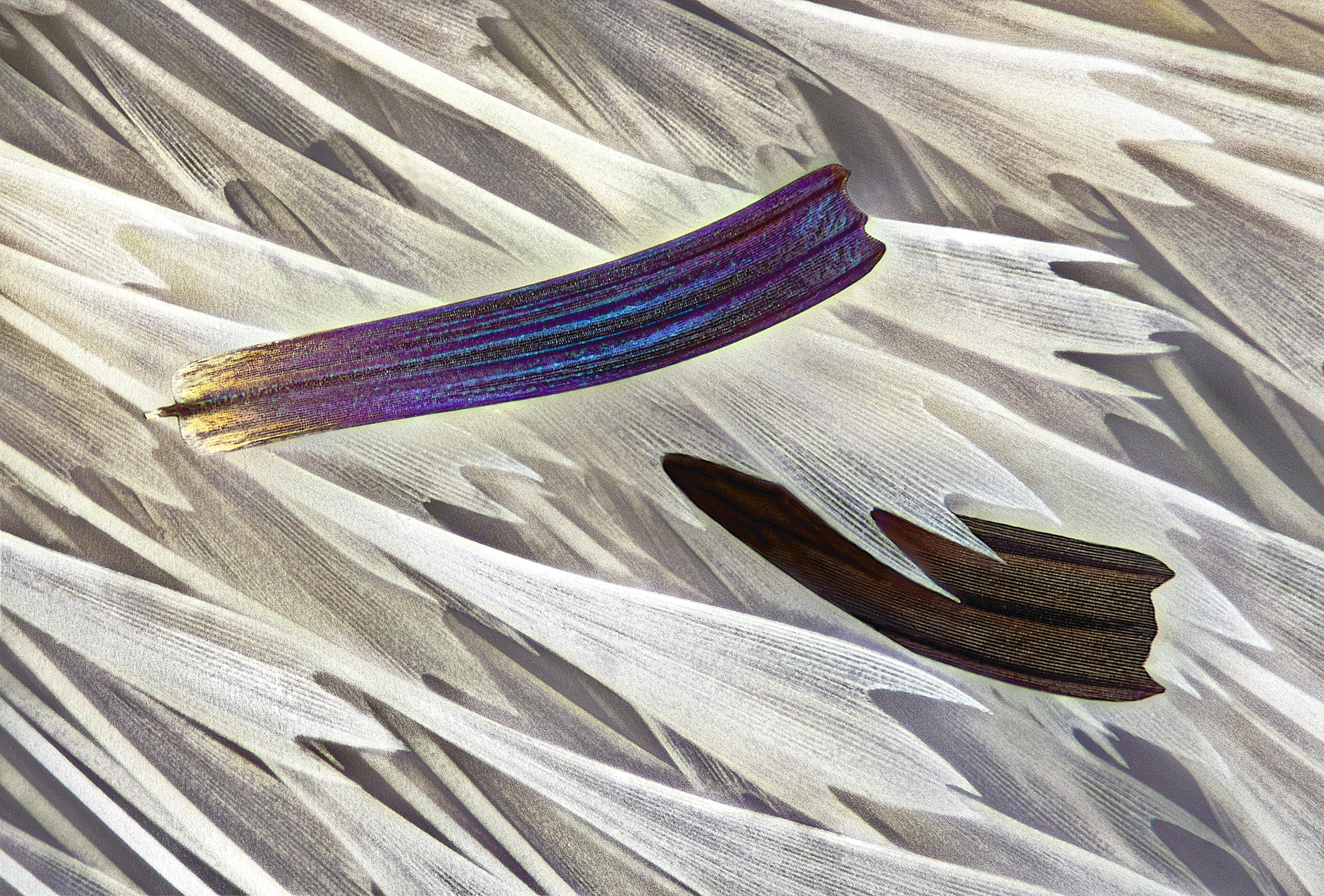 A close up photo of white, grey and purple scales of a moth