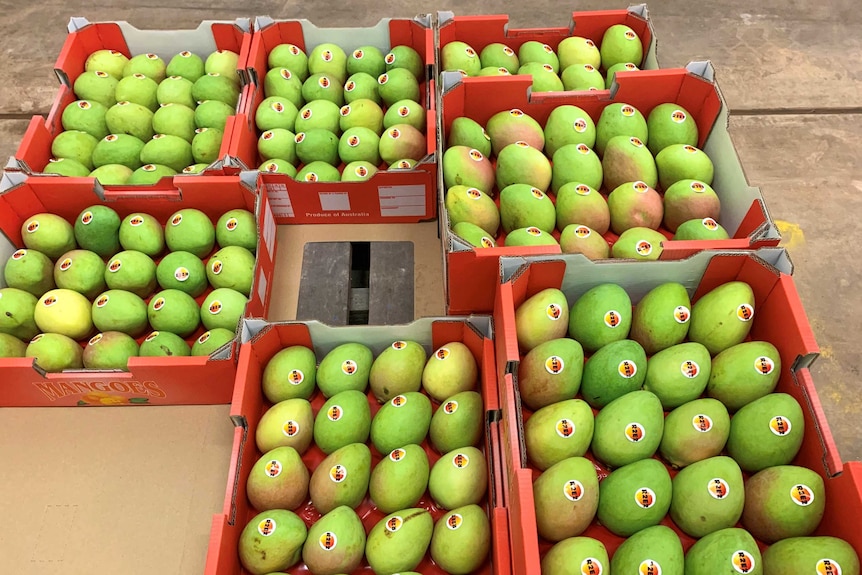 Seven red boxes of mangoes in Kununurra packing shed