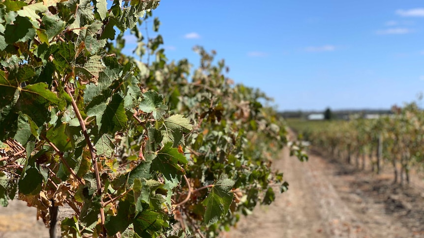 A row of vines growing at a Barossa Valley vineyard