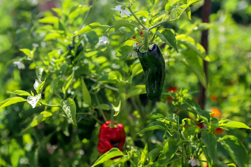 Green and red chillies sit on a green leafy plant 