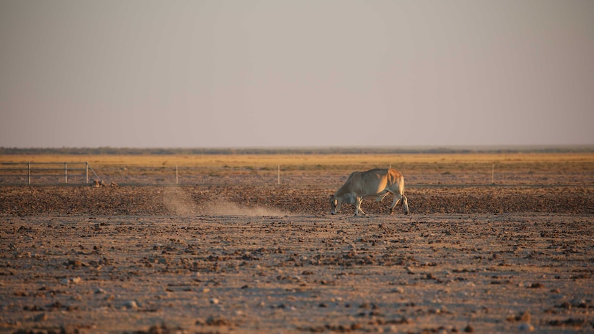 Cattle grazing in arid pastoral area south of Broome.