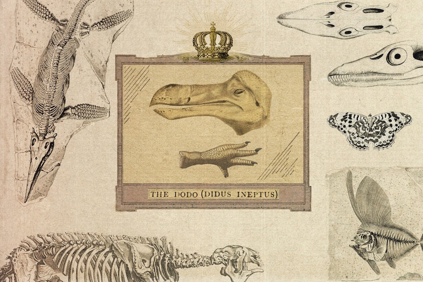 A sepia illustration of a dodo's head and foot, surrounded by skeletons.