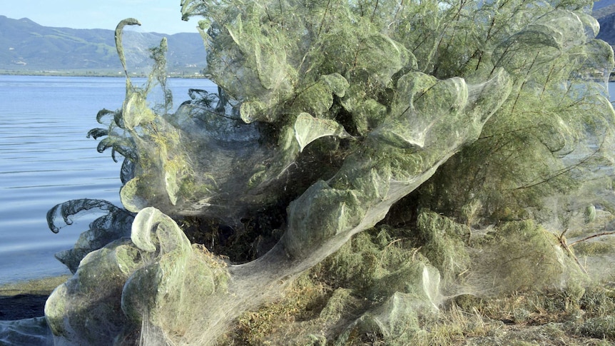 A bush is covered in spider web
