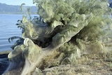 A bush is covered in spider web