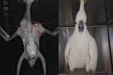 An image of a cockatoo and a radiograph of its body showing five bullets
