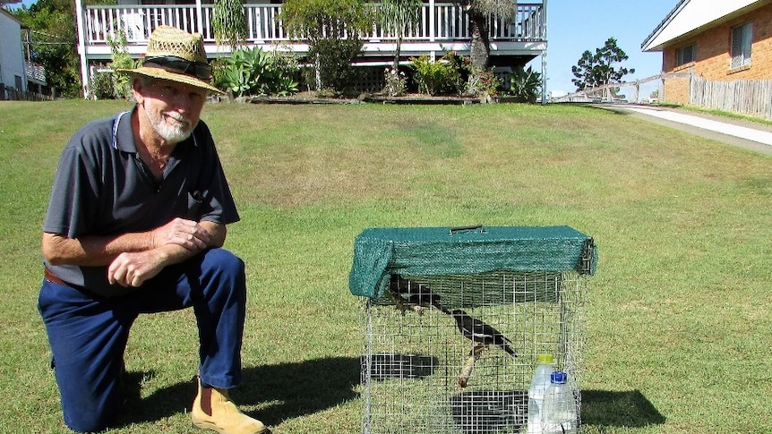 John Williams kneels on one knee next to a small cage containing two Indian Mynas.