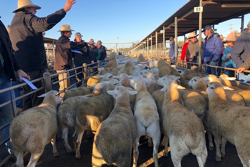 An auctioneer sells lambs in a pen, with sellers and buyers looking on