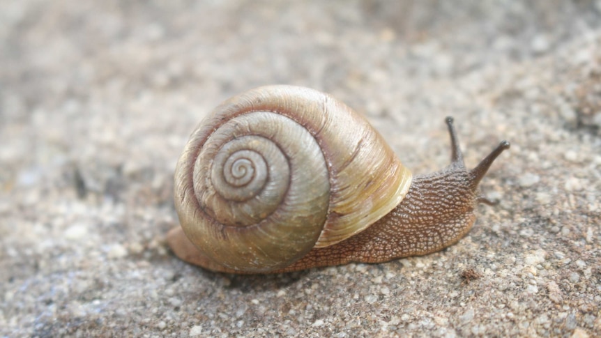 New snail Pallidelix simonhudsoni