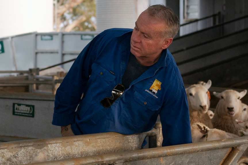 a man leans down into a sheep race to push the sheep along, there are sheep behind him.