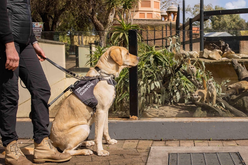 A labrador assistance dog looks at meerkat behind a glass barrier while its handler holds on to its leash