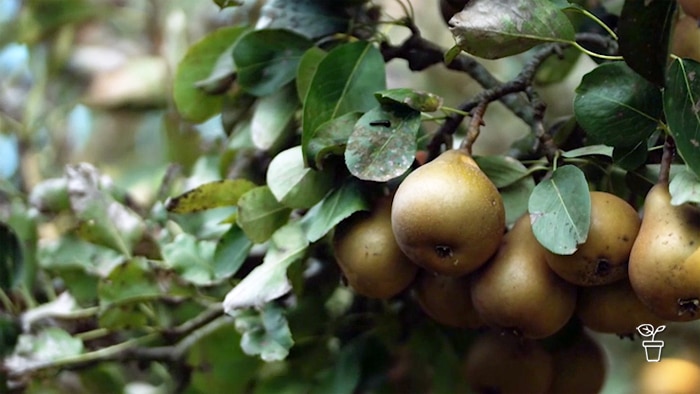 Rust-coloured pears growing on a pear tree