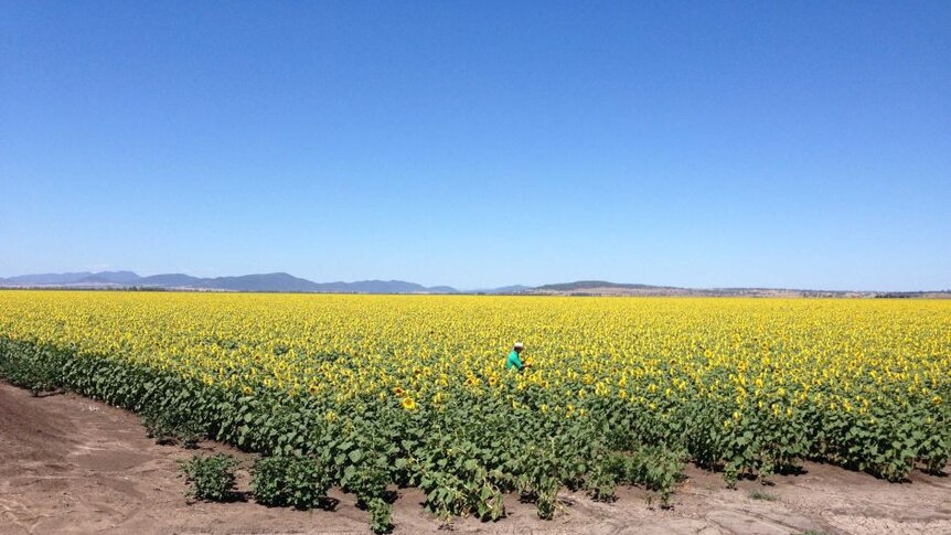 Farmer John Hamparsum, in a sunflower crop