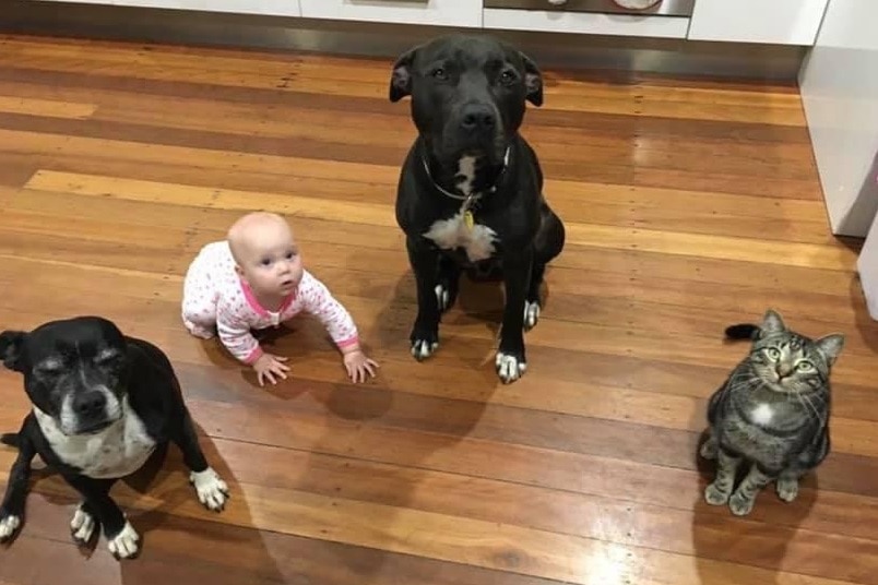 A large dog sits on the kitchen floor between a baby, another dog and a cat, all looking up at the camera.