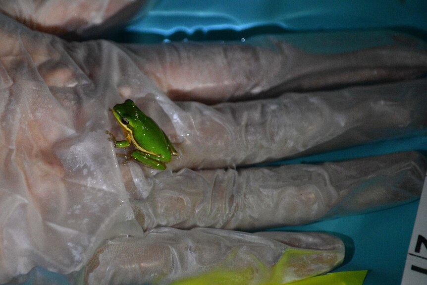 A frog on a person's hand