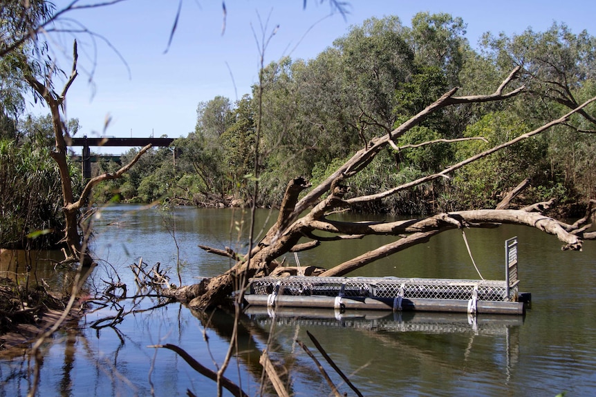 a crocodile trap tied to a tree in the Katherine River with bridges in the background.