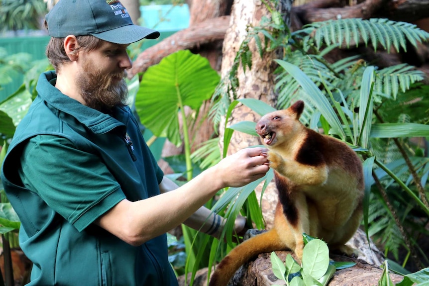 Perth Zoo welcomes new goodfellow's tree kangaroo