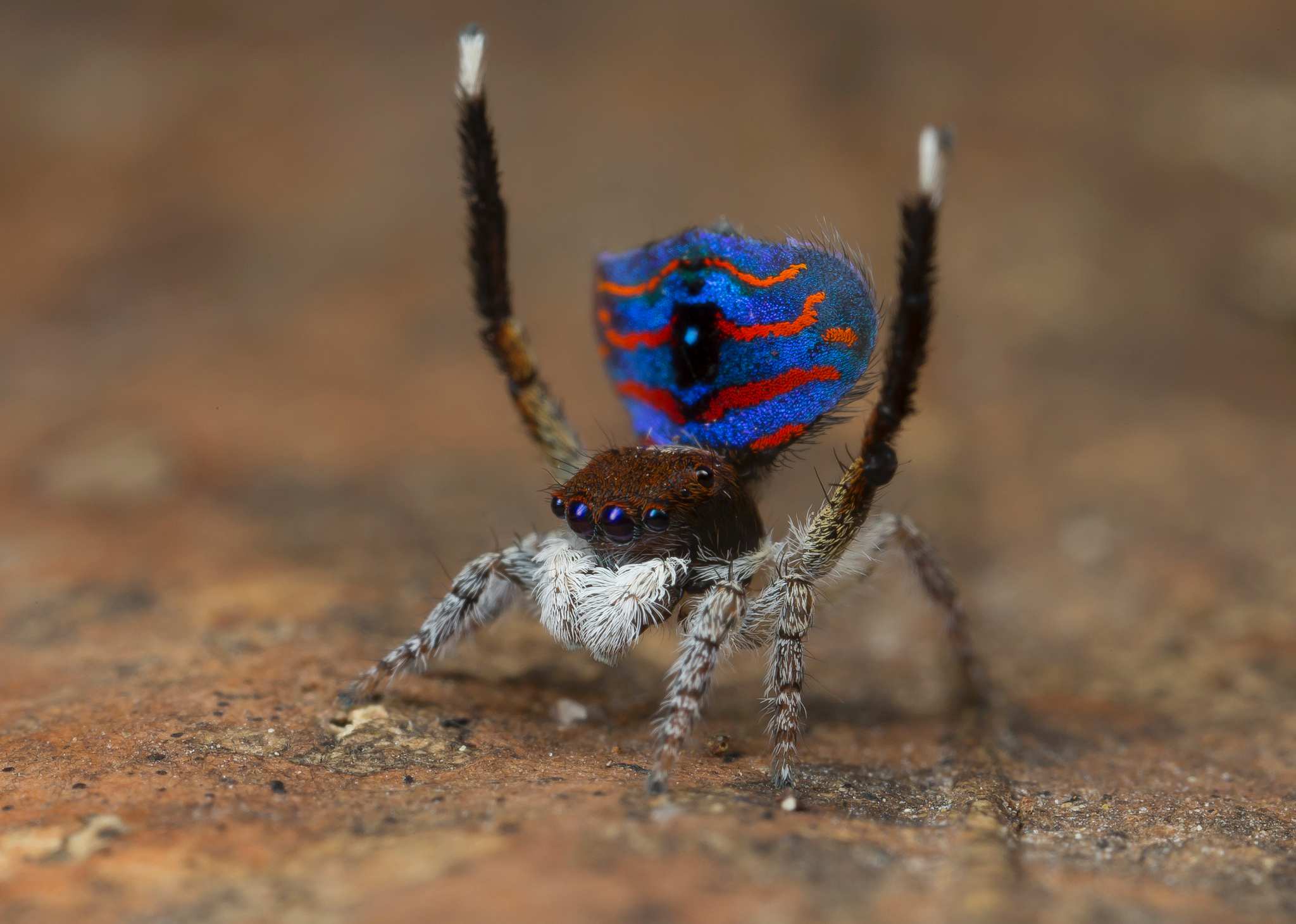 Maratus melindae corus, riikinkukkohämähäkkien uusi alalaji.