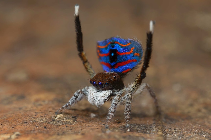 Maratus melindae corus, a new sub-species of peacock spiders.