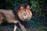 Mlinzi, a large lion, walks along staring into the camera, his mane large and fluffy.