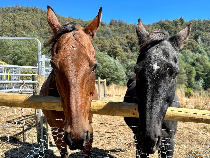 Rescued horses at Brightside Farm Sanctuary