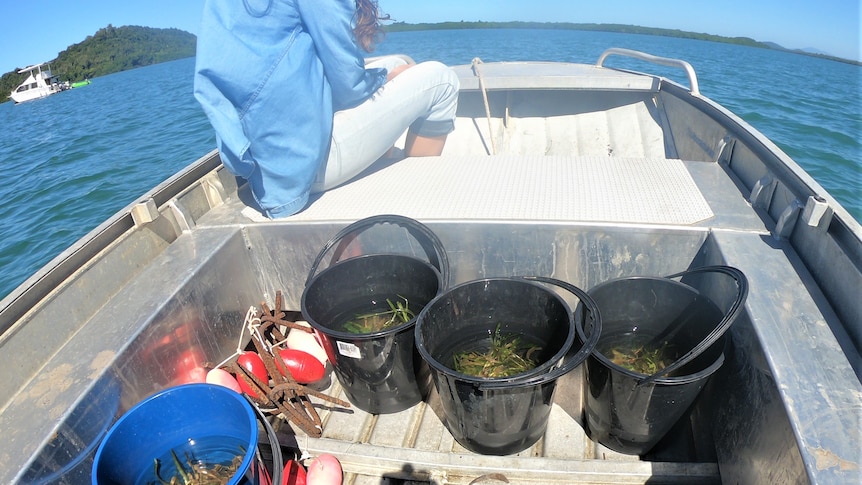 Buckets filled with seagrass being transported in a boat.
