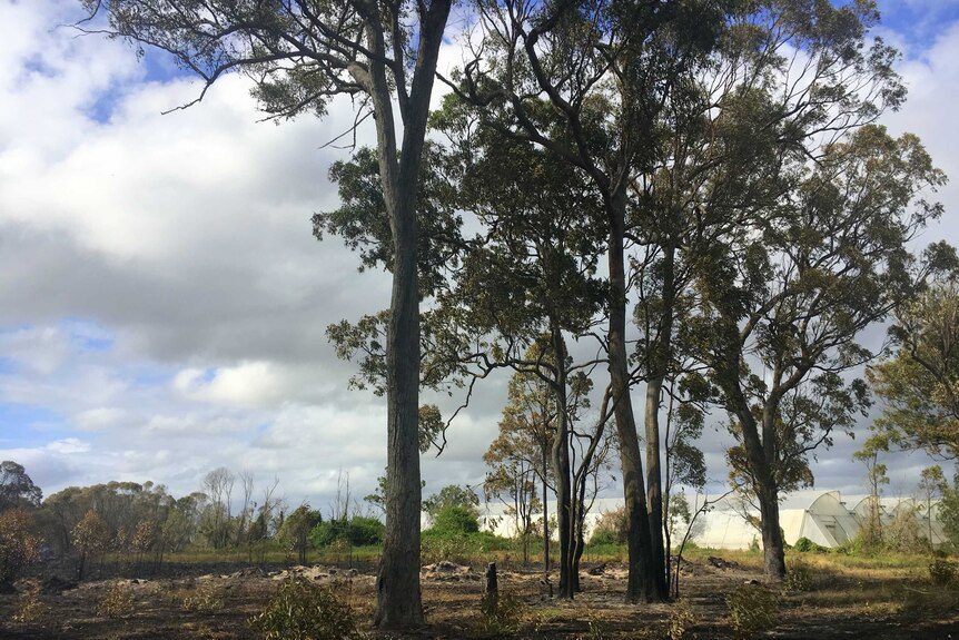 Eden farms trees