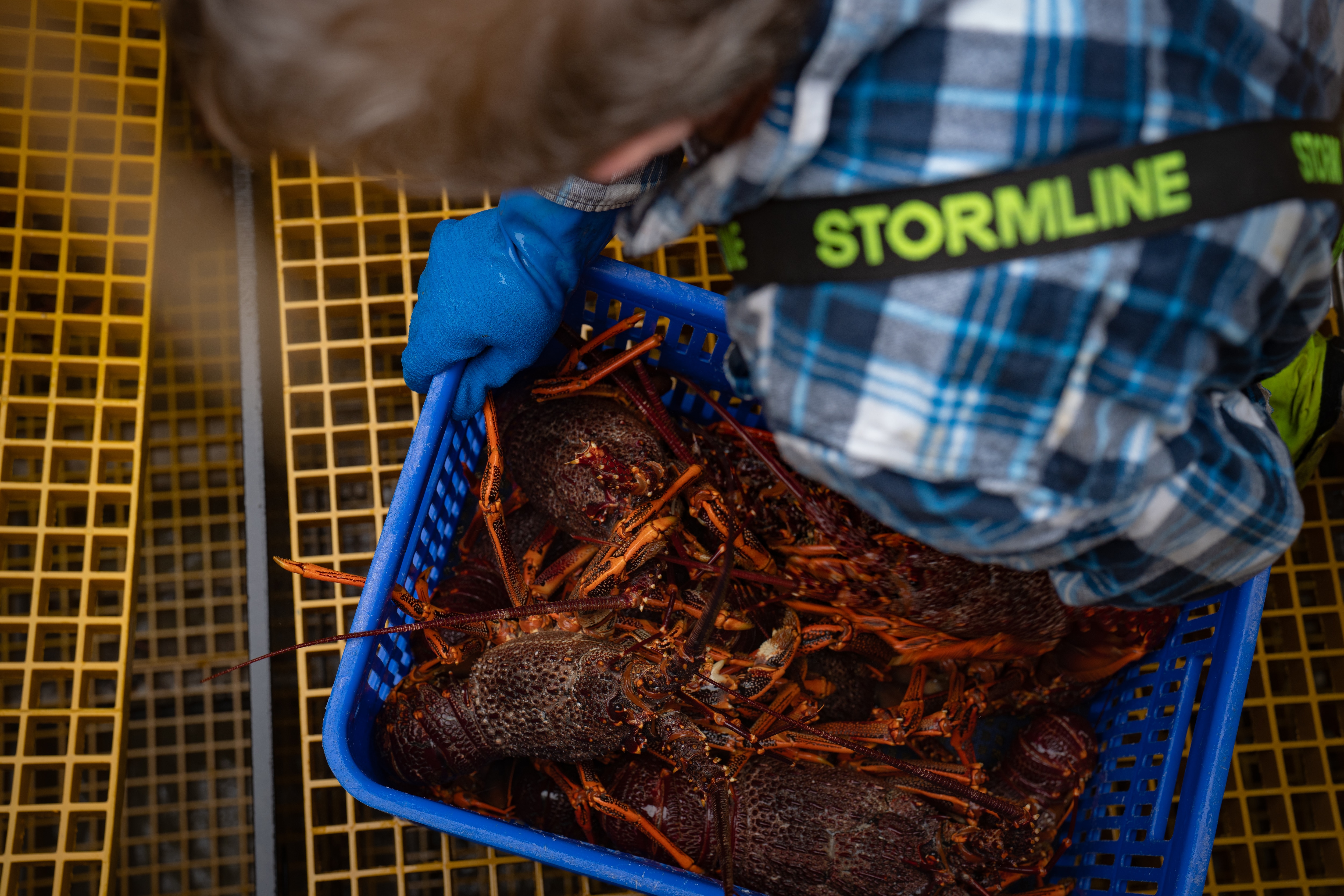 A man in a blue plaid shirt lifts a blue crate of lobsters from the bottom of a boat