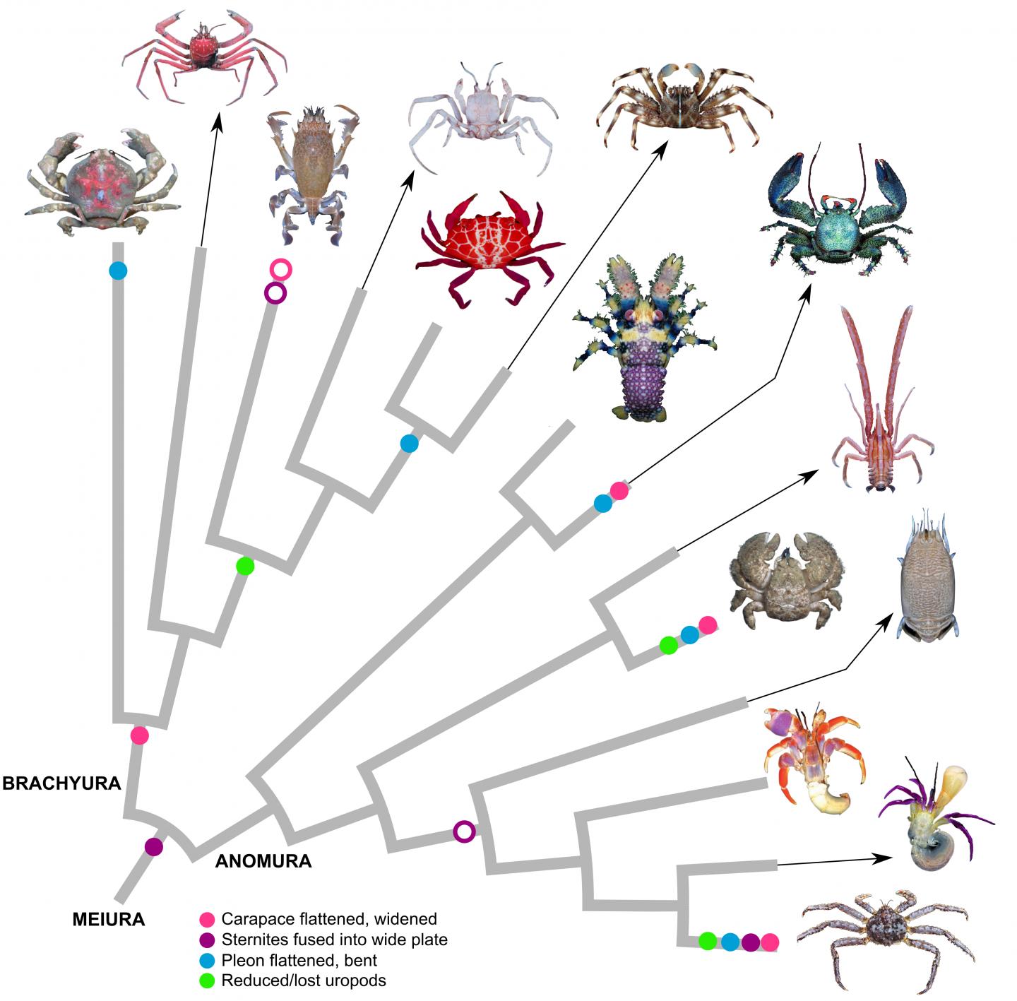 An evolutionary tree with branches showing where different crustaceans split off