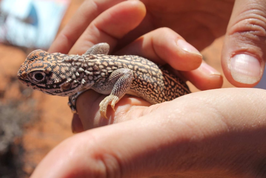 An orange and black patterened lizard close up.