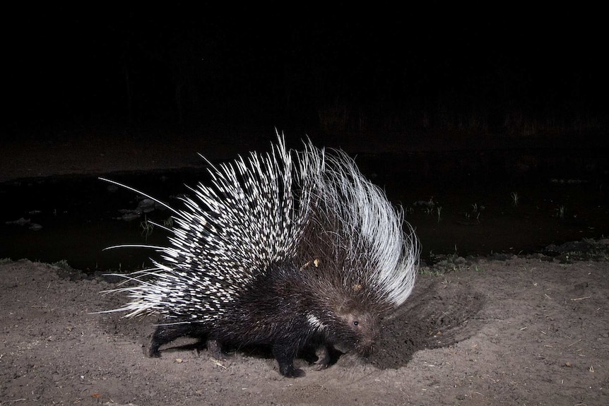 A porcupine is captured by a camera trap in Namibia