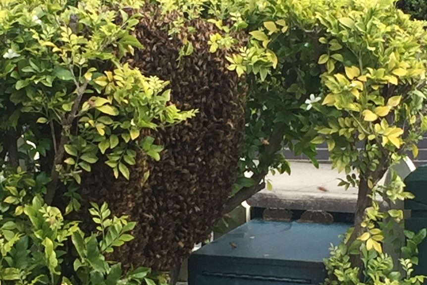Bees on a letterbox