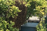 Bees on a letterbox