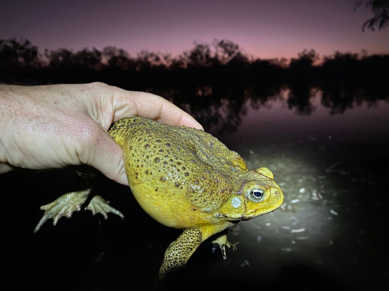 A human hand holds up a cane toad from the back legs to torch light at a dark Kimberley waterbody