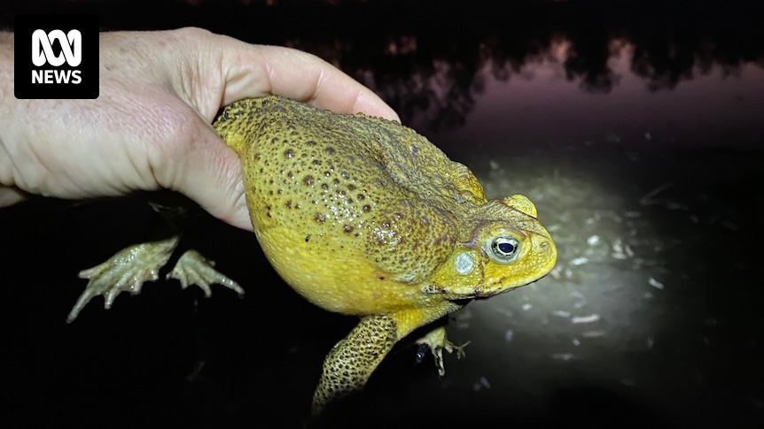 Graziers hopeful new cane toad trap system will 'make a serious