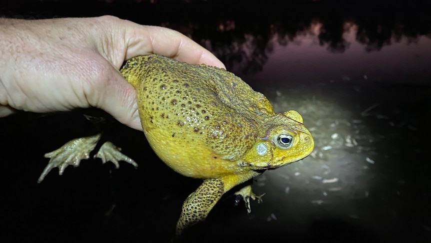 A human hand holds up a cane toad from the back legs to torch light at a dark Kimberley waterbody