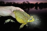 A human hand holds up a cane toad from the back legs to torch light at a dark Kimberley waterbody