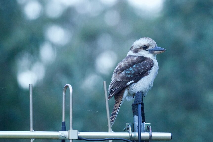 Though native to Australia, the Laughing Kookaburra is in fact introduced to Tasmania