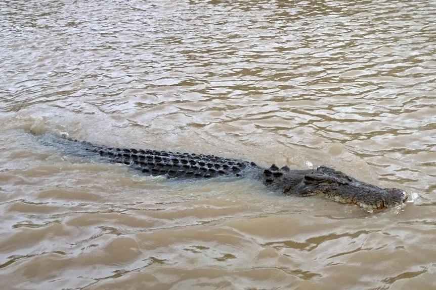 A saltwater crocodile in the Northern Territory swims in the Adelaide River.