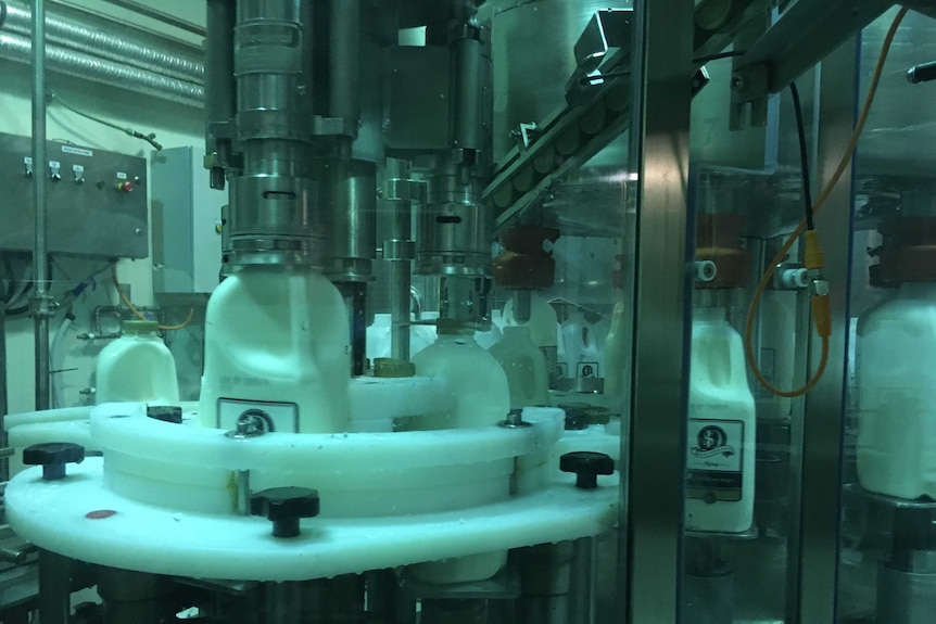A milk bottling plant in action: machines fill milk bottles and put caps on top.