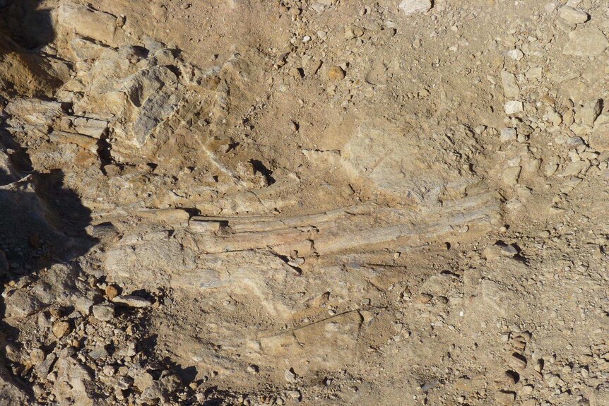 The Gardner-Stephen of Adelaide dug up several flipper bones and vertebrae of an ichthyosaur