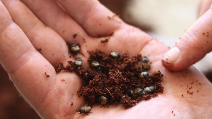 About a dozen dung beetles are held in a person's hand