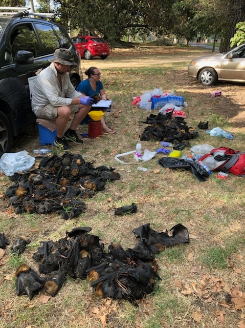 Dead bats piled up in Adelaide parklands following extreme heat.