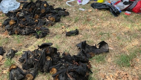 Dead bats piled up in Adelaide parklands following extreme heat.