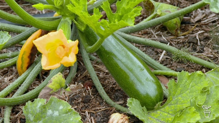 Zucchini growing on plant in a vegetable garden.