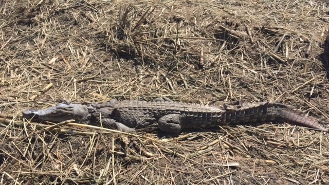 A burnt crocodile in the cane field