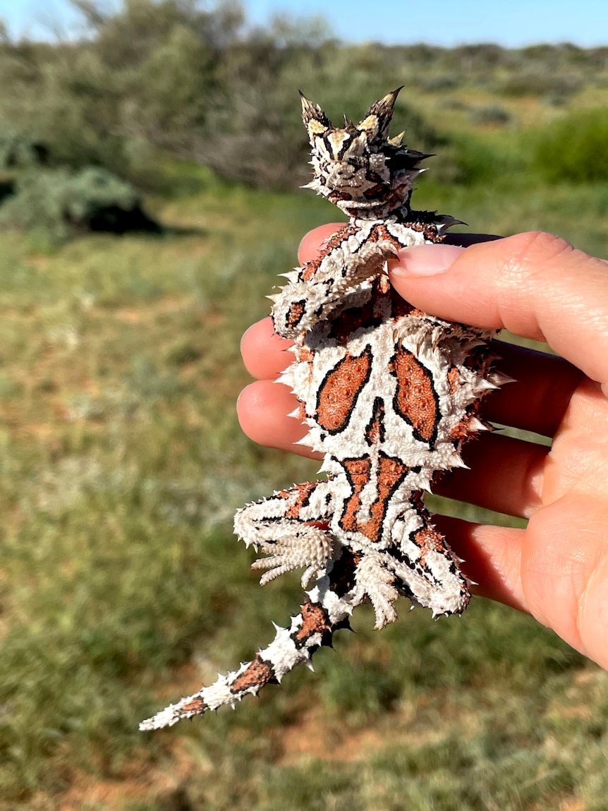 A pale coloured deil close up with its belly to the camera held in a right hand of a person with a grassy background.