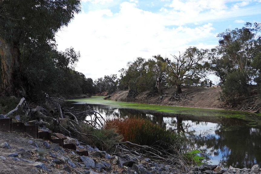 A photo of water in a river, showing bright green algae on the surface, taken from the left bank looking upstream.