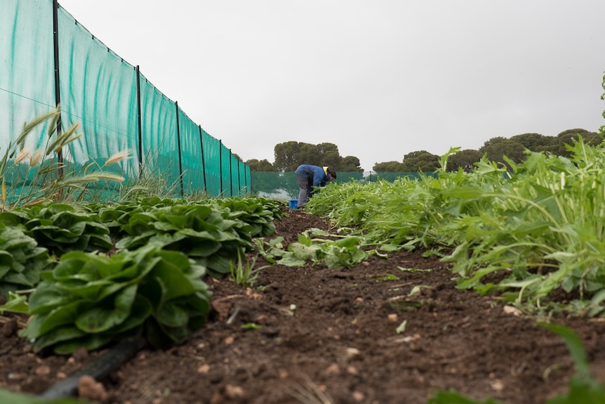 Lucy Chan tends to crops at Village Greens in Aldinga.
